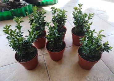 Buxusu/krušpanu (Buxus semperv.Arborescens)1ks/3€